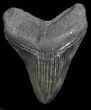 Serrated, Fossil Megalodon Tooth - Georgia #68077-1